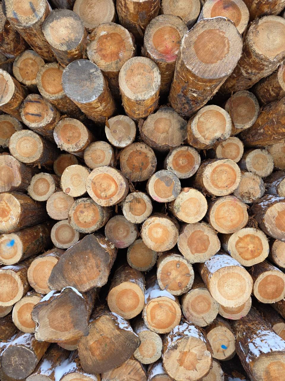 Close-up of the cut ends of round logs in a stack in the timber yard