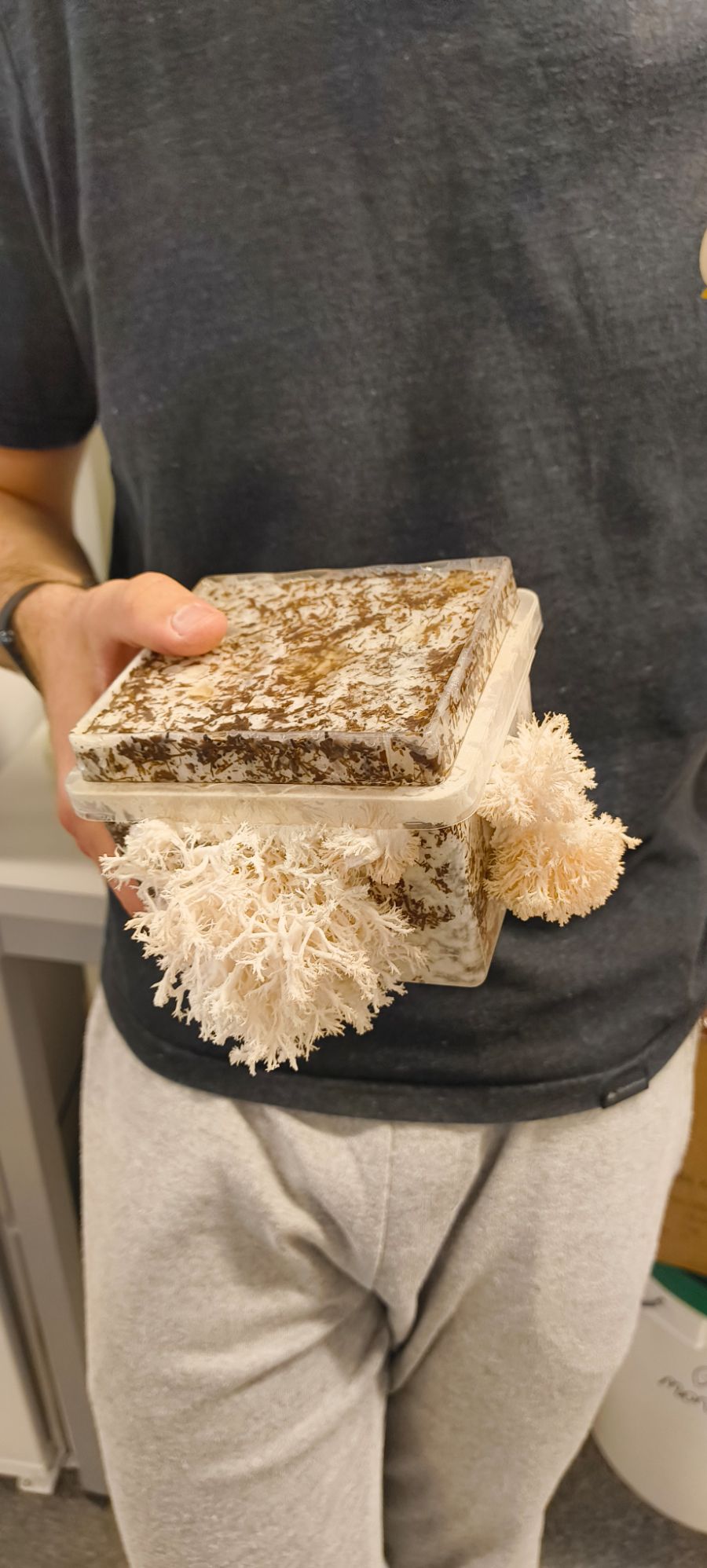 Another mushroom species grown on the spent-grain substrate