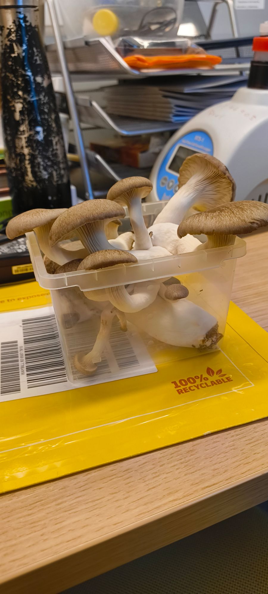A harvest of king oyster mushrooms in the laboratory